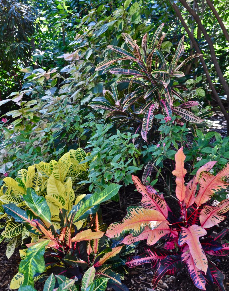 DSC_0650.jpg