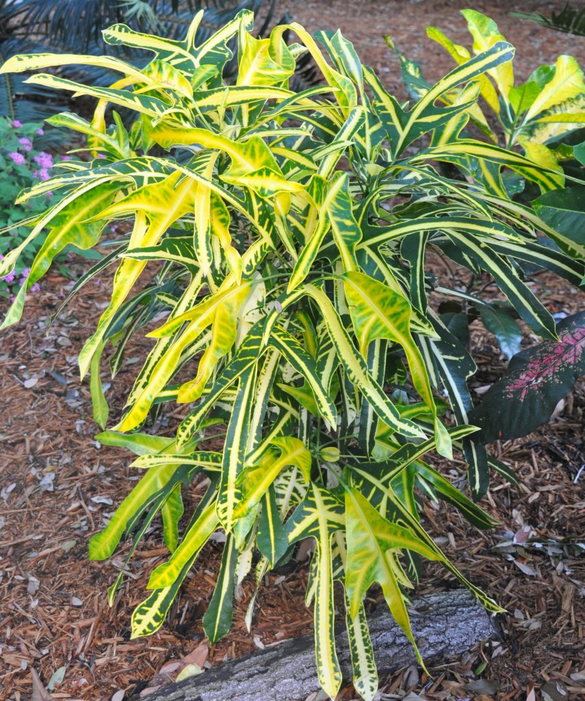 DSC_1061.jpg