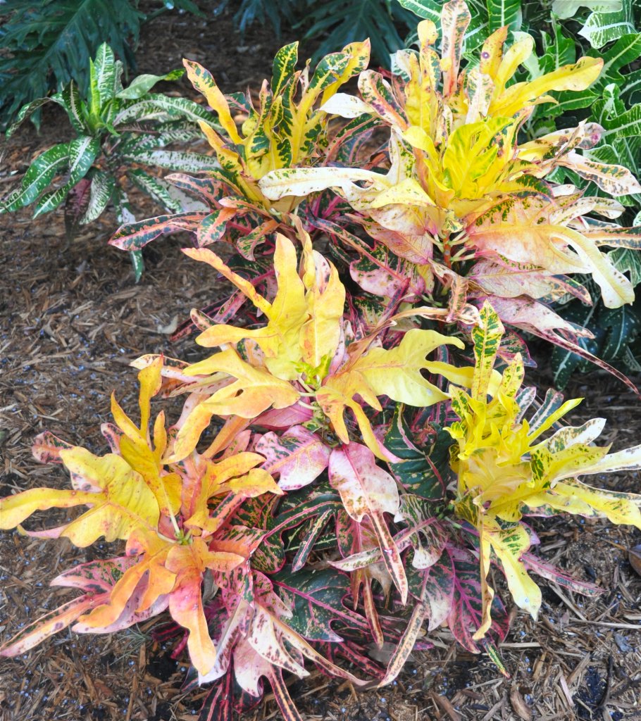 DSC_1066.jpg