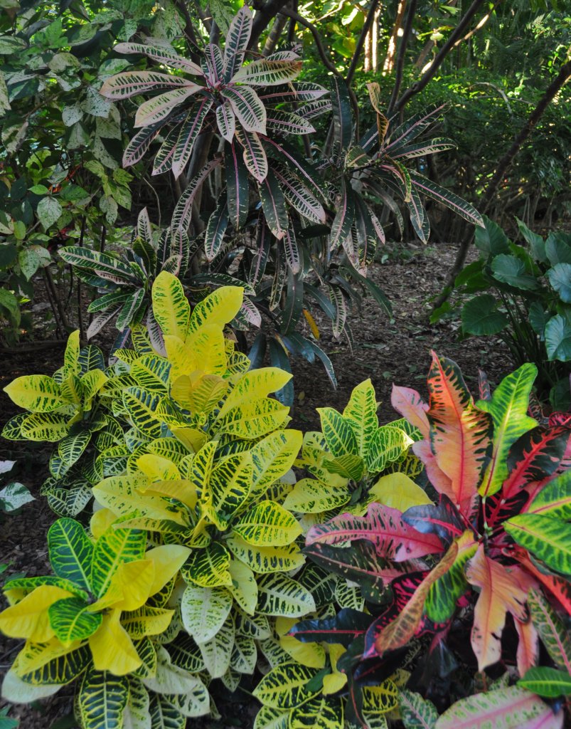 DSC_1919.jpg