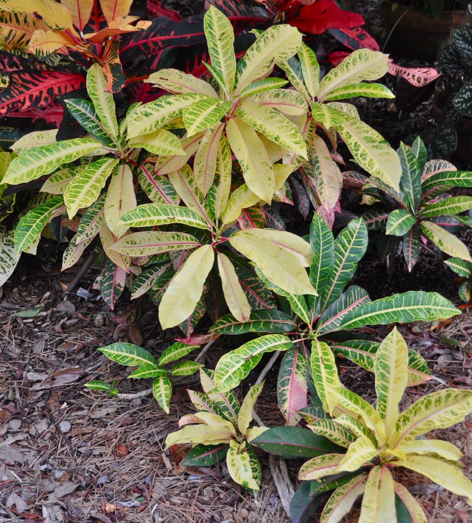 DSC_1922.JPG