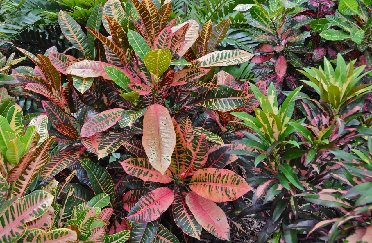 DSC_1933.JPG