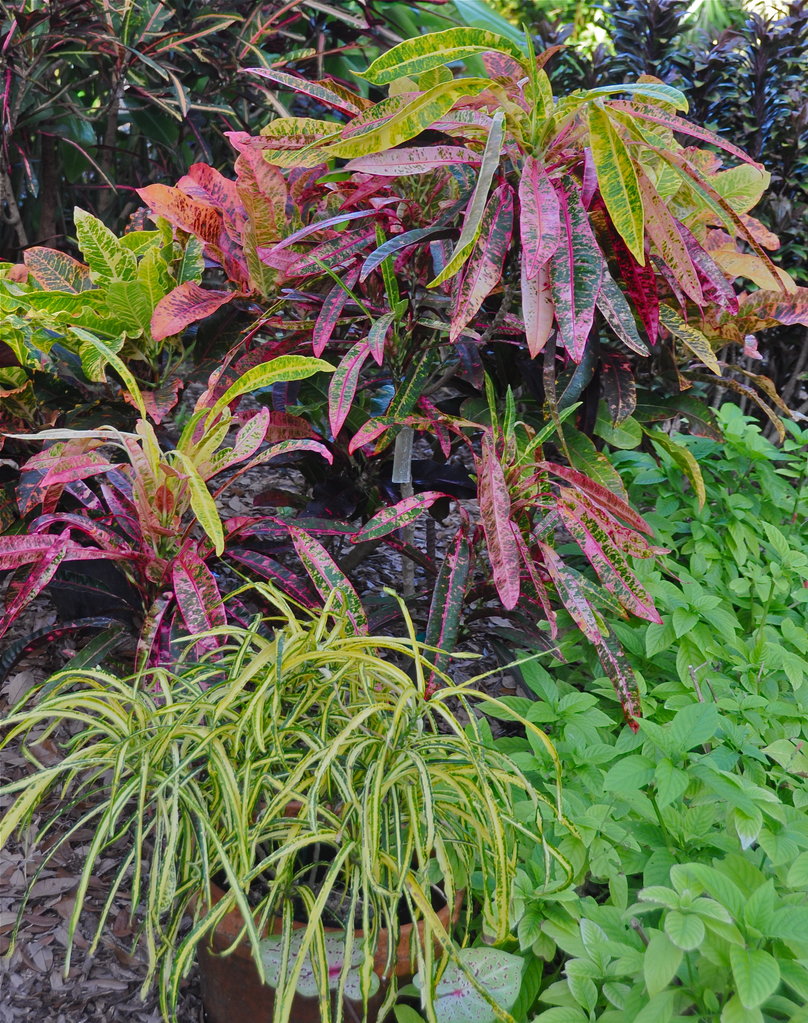 DSC_2020.jpg