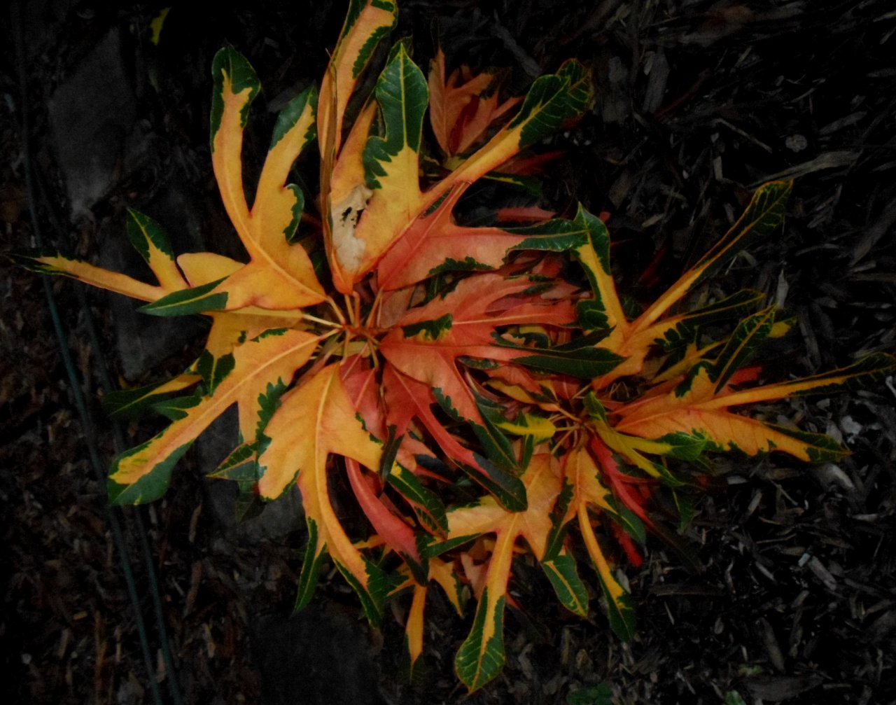 DSCN2978.JPG