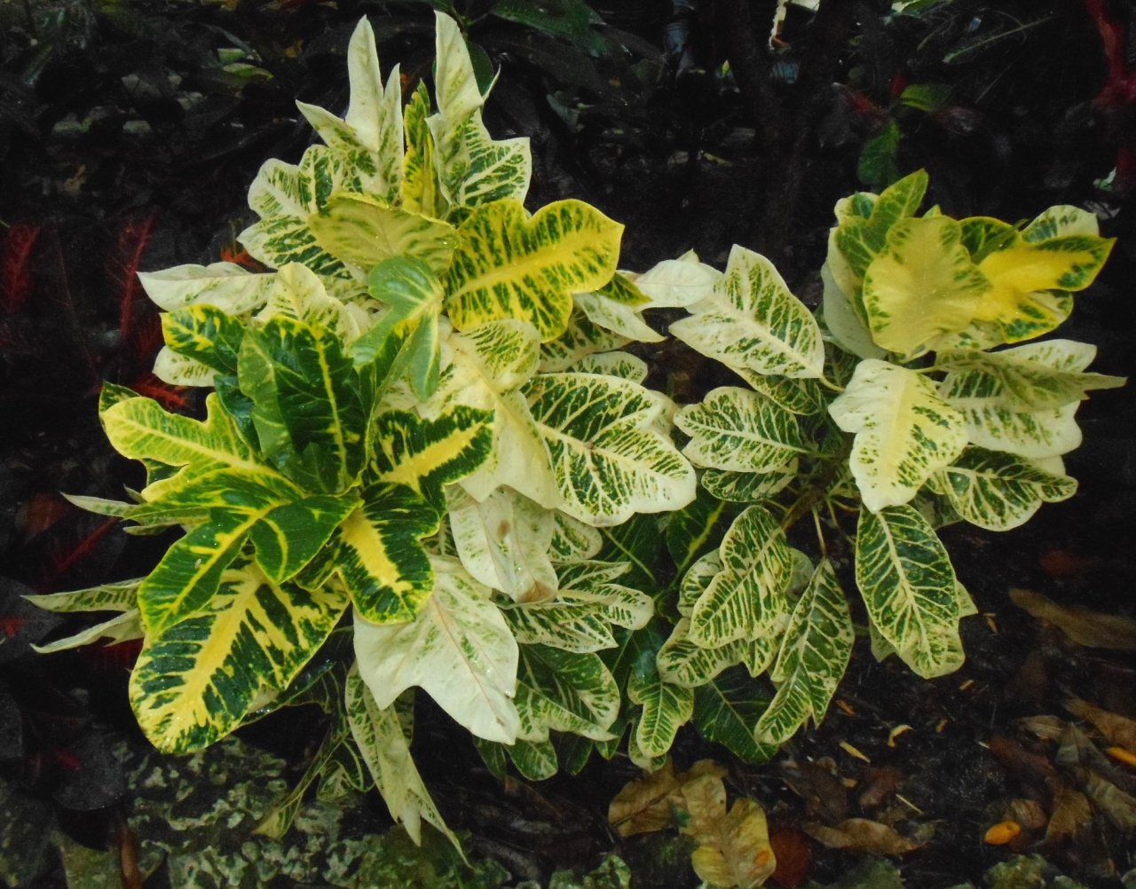 DSCN3605.JPG