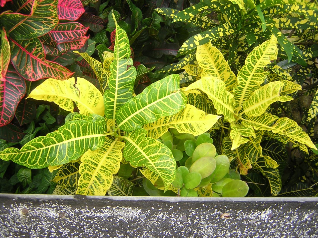 DSCN5710.JPG
