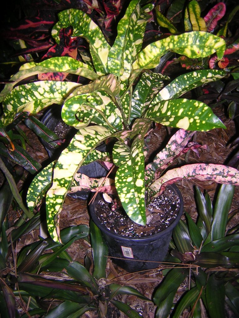 DSCN5805.JPG