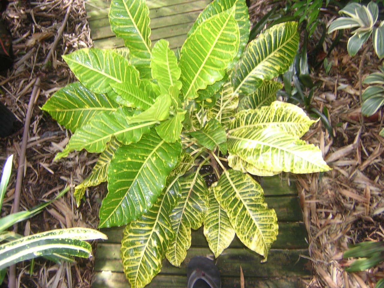 DSCN6689.JPG