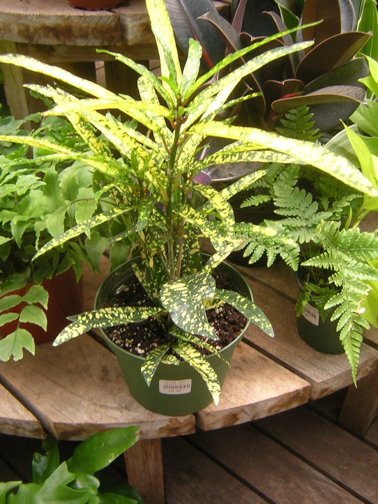 DSCN6782.JPG DSCN6782.JPG