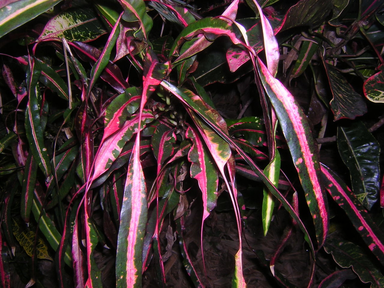 DSCN7257.JPG