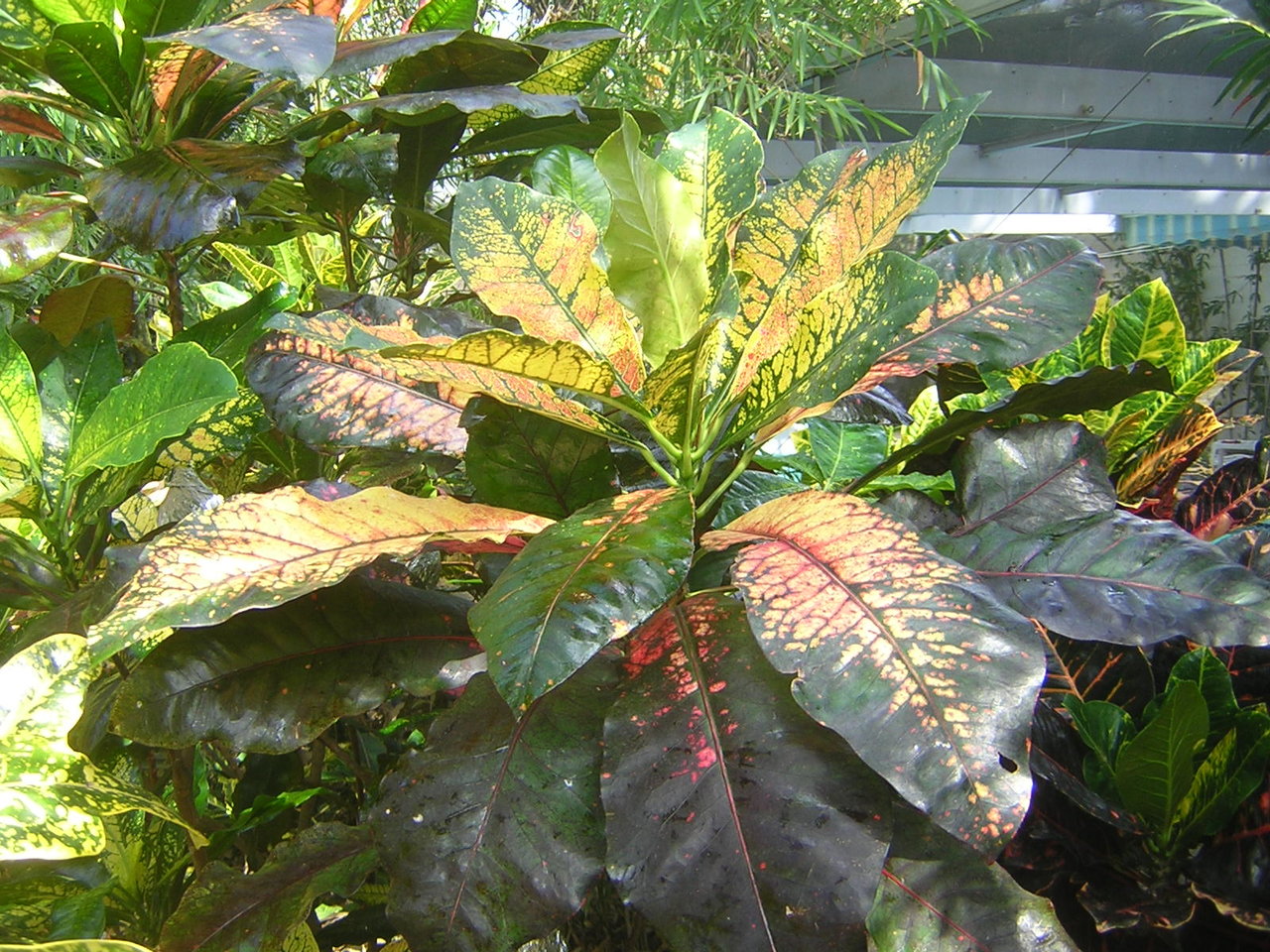 DSCN7344.JPG