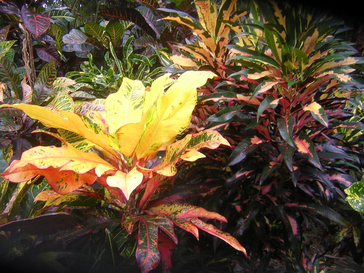 DSCN7700.JPG