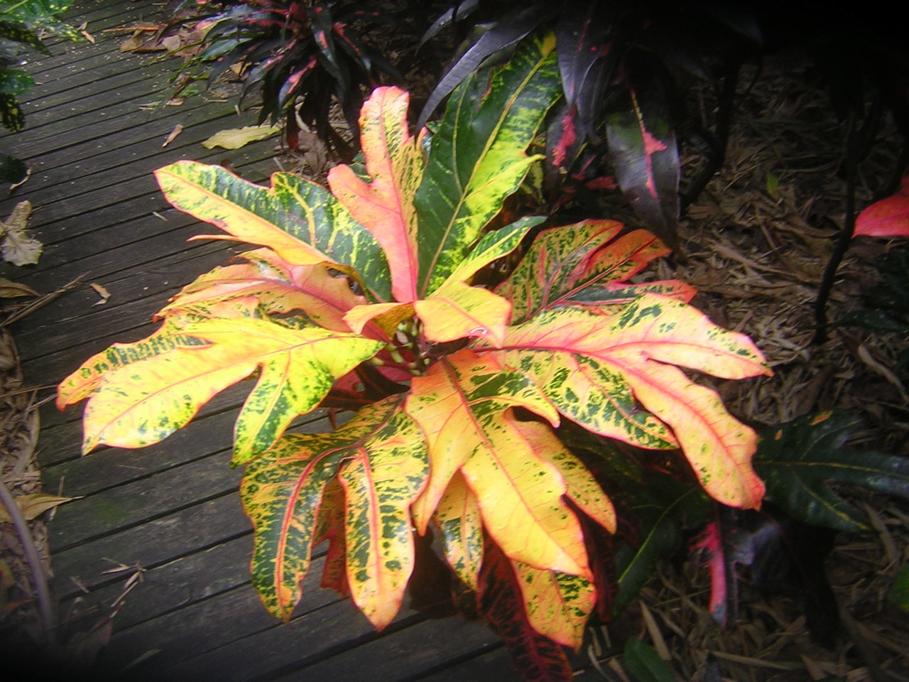 DSCN7702.JPG
