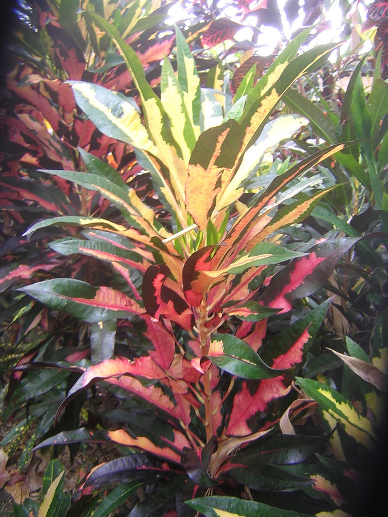 DSCN7703.JPG