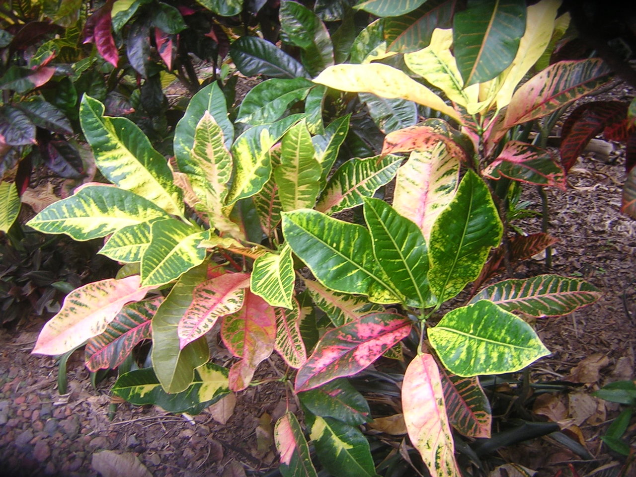 DSCN7704.JPG