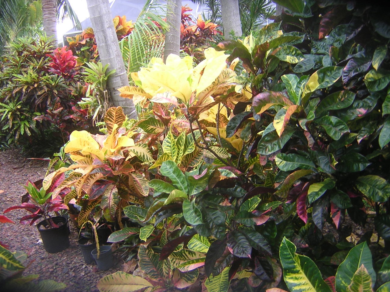 DSCN7705.JPG