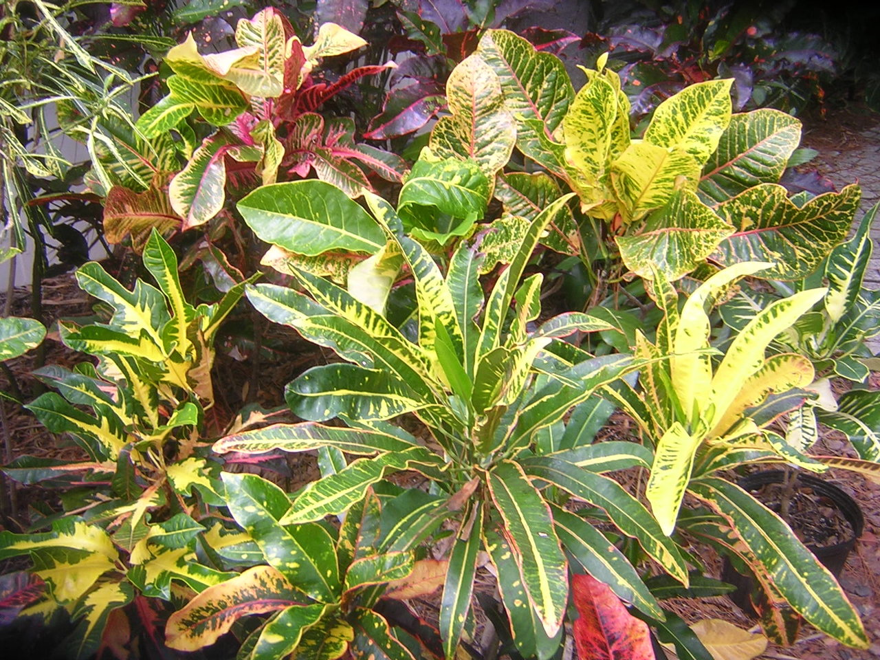 DSCN7709.JPG