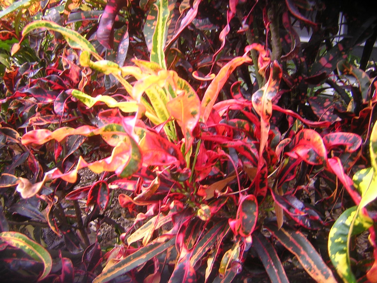 DSCN7711.JPG