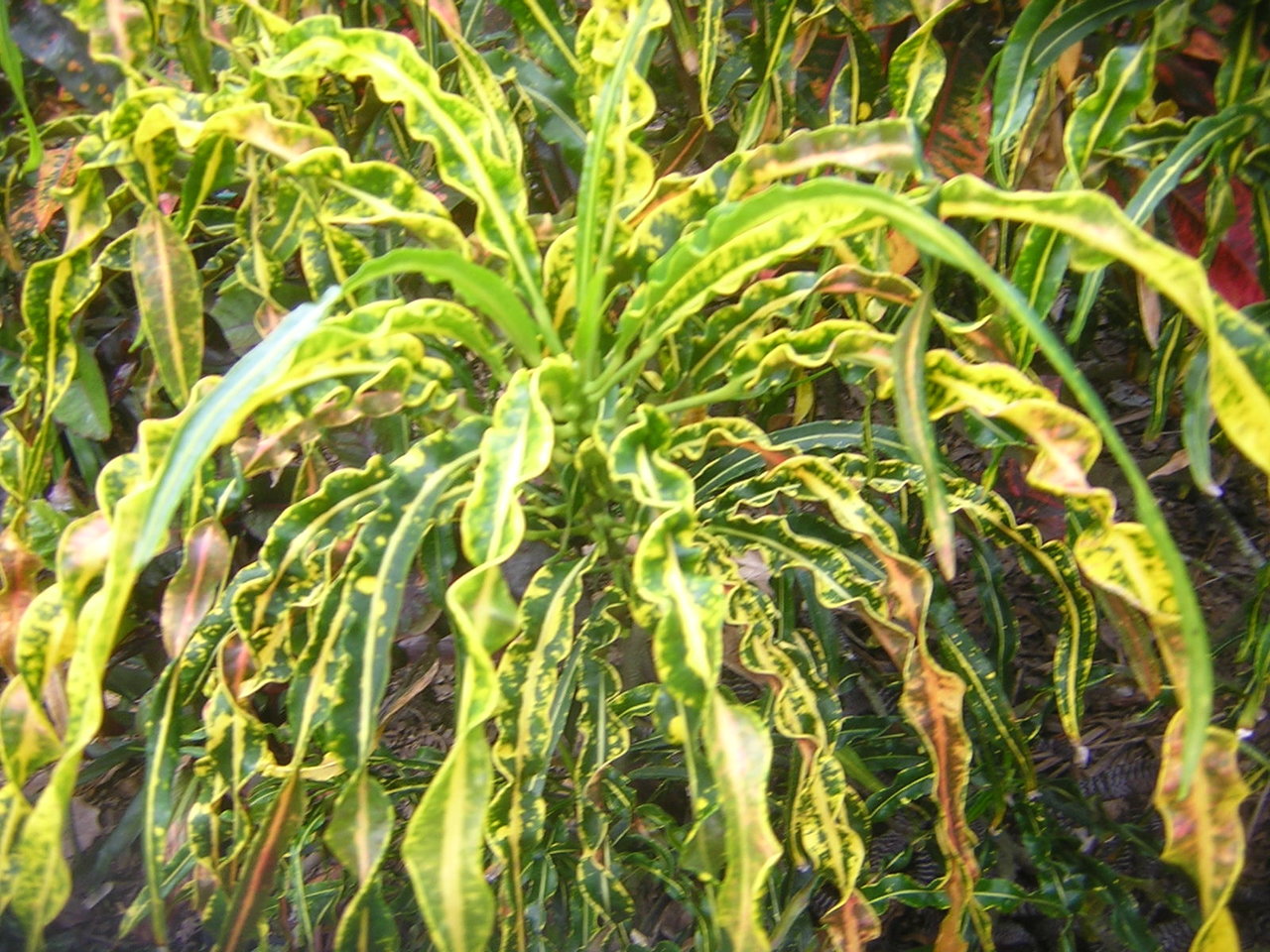 DSCN7714.JPG