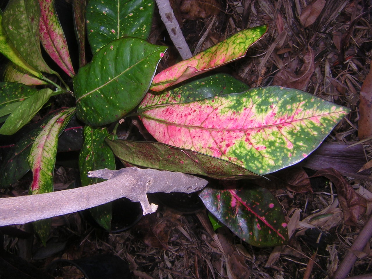 DSCN7877.JPG