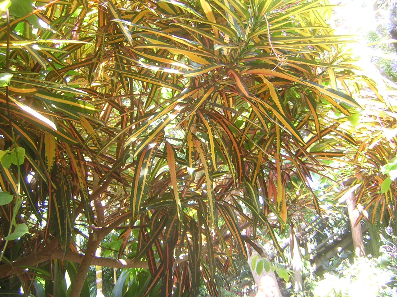 DSCN7906.JPG