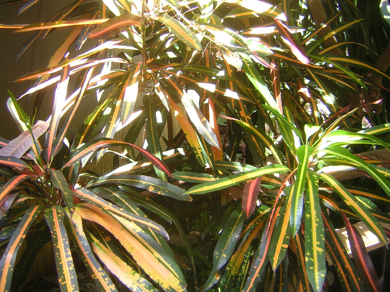 DSCN7907.JPG
