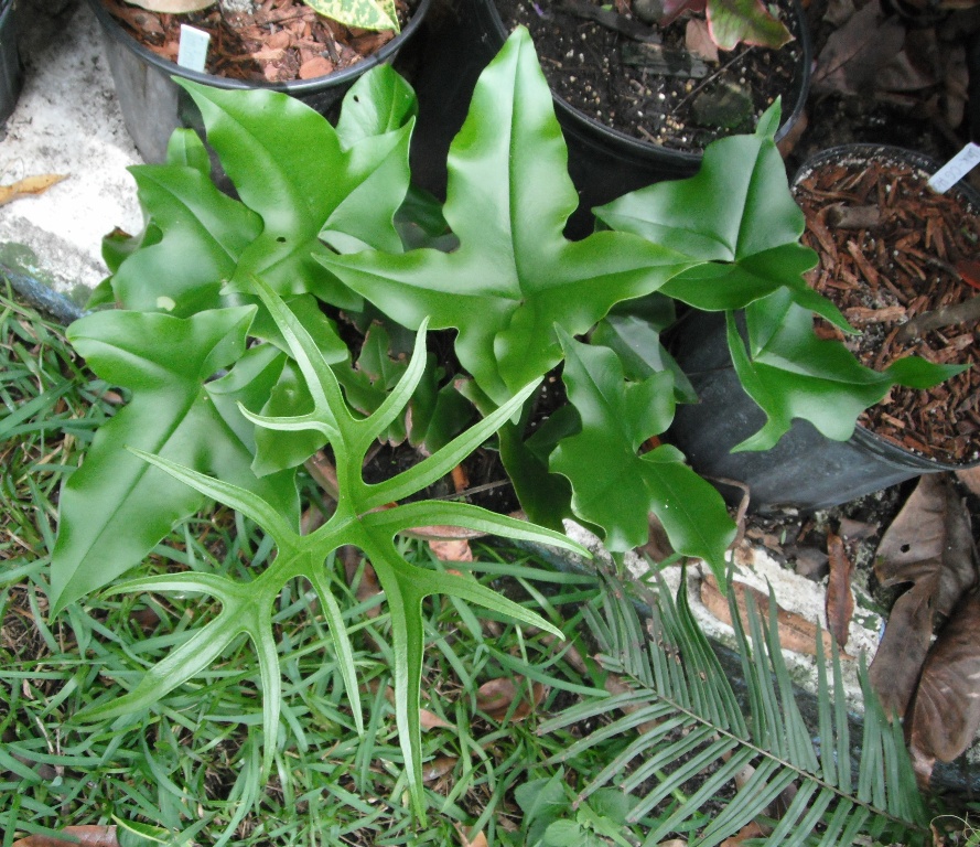 Fern Sex 1.JPG