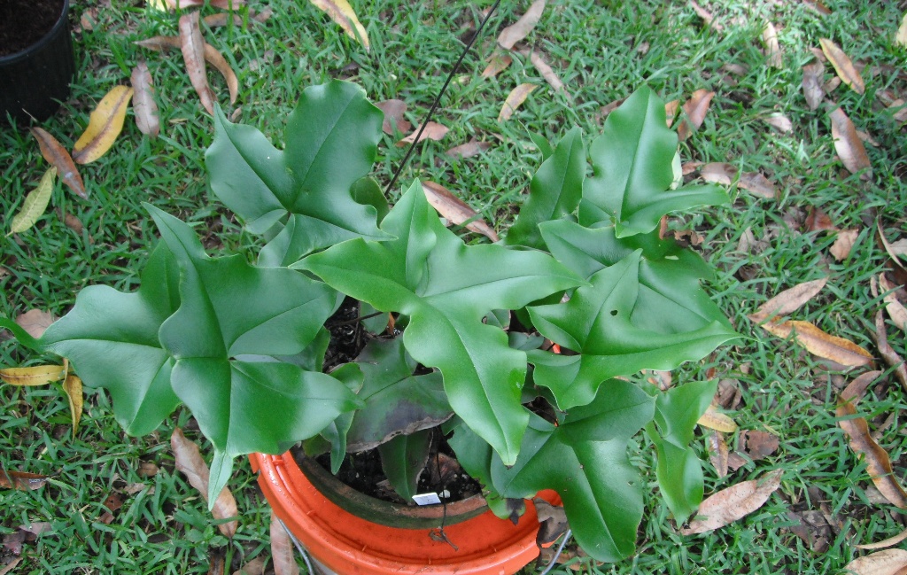 Fern Sex 2.JPG