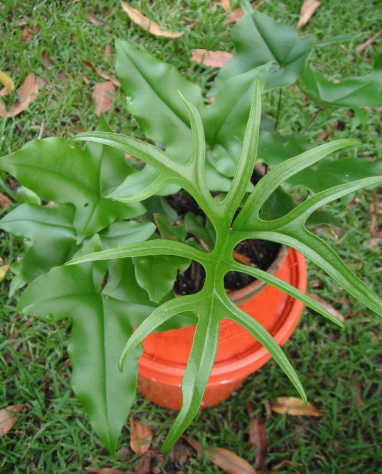 Fern Sex 3.JPG