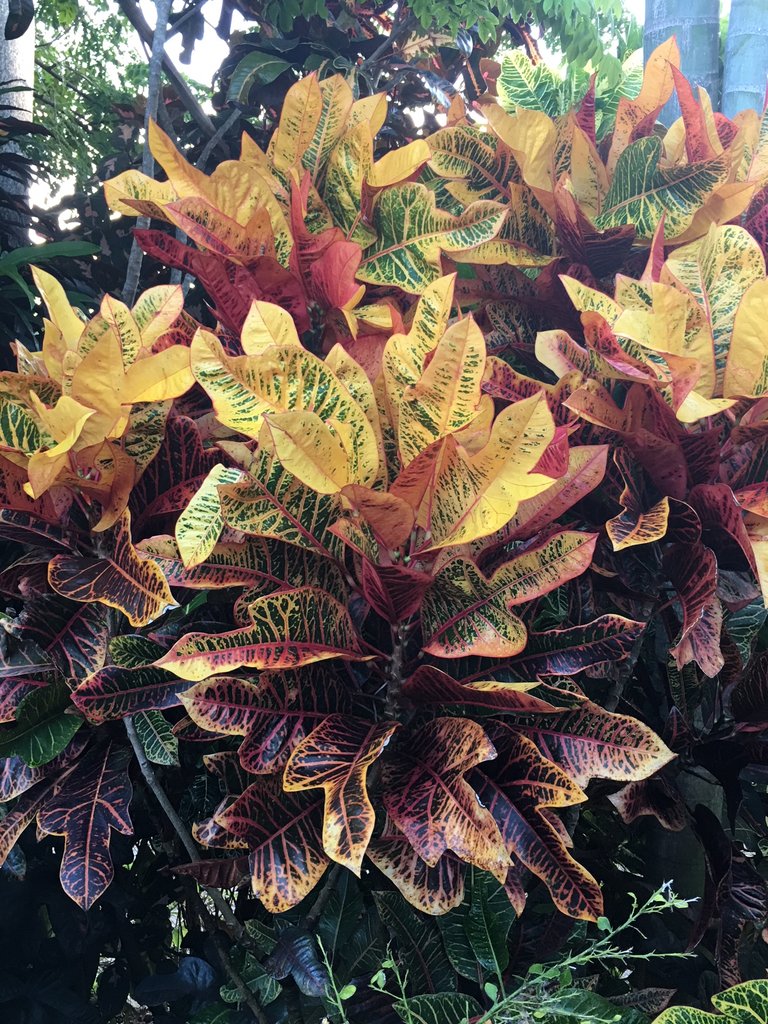 Gloriosa Superba.JPG