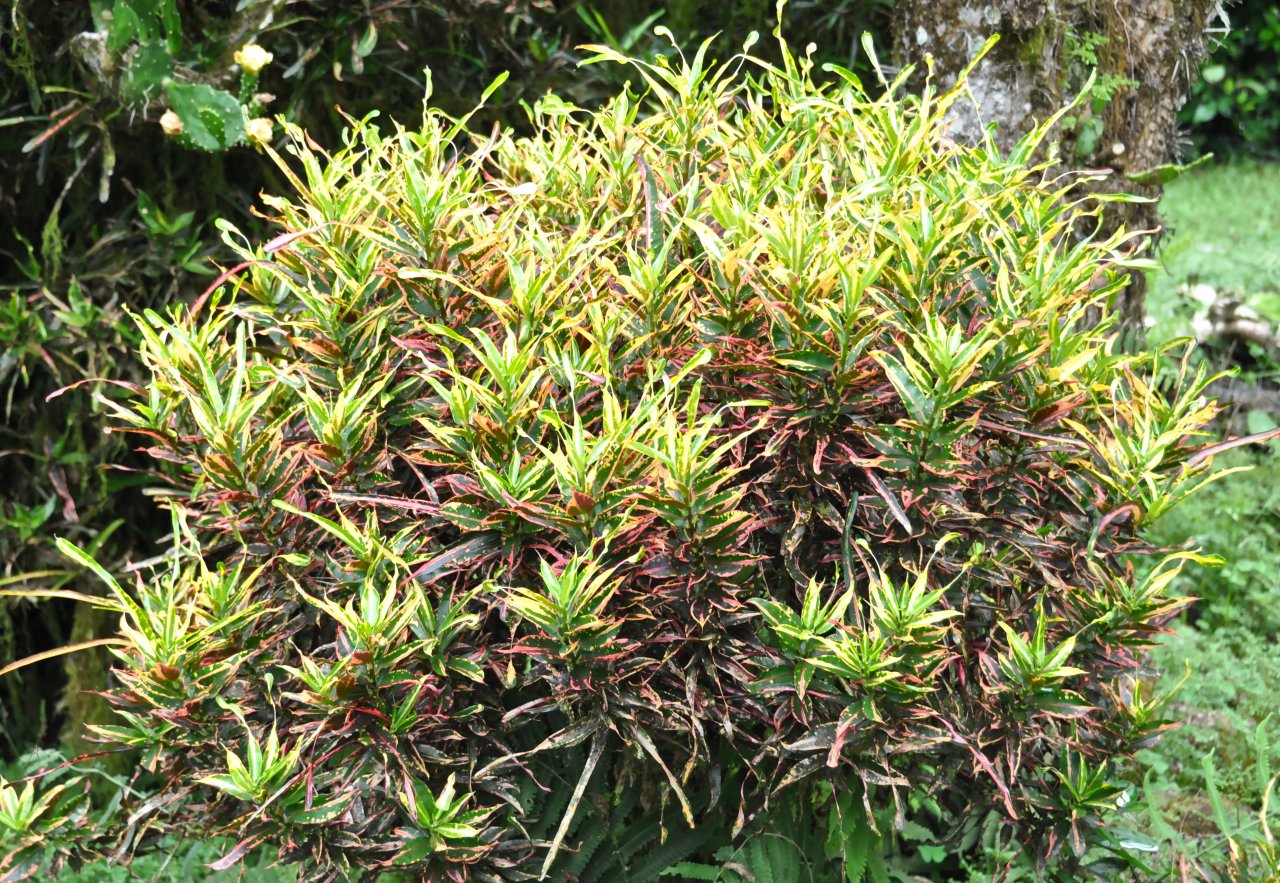 interesting croton-Ana.JPG