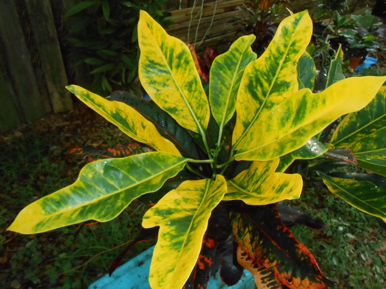 Lover\'s Night 1.JPG