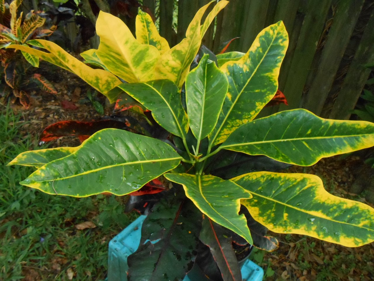 Lover\'s Night 2.JPG