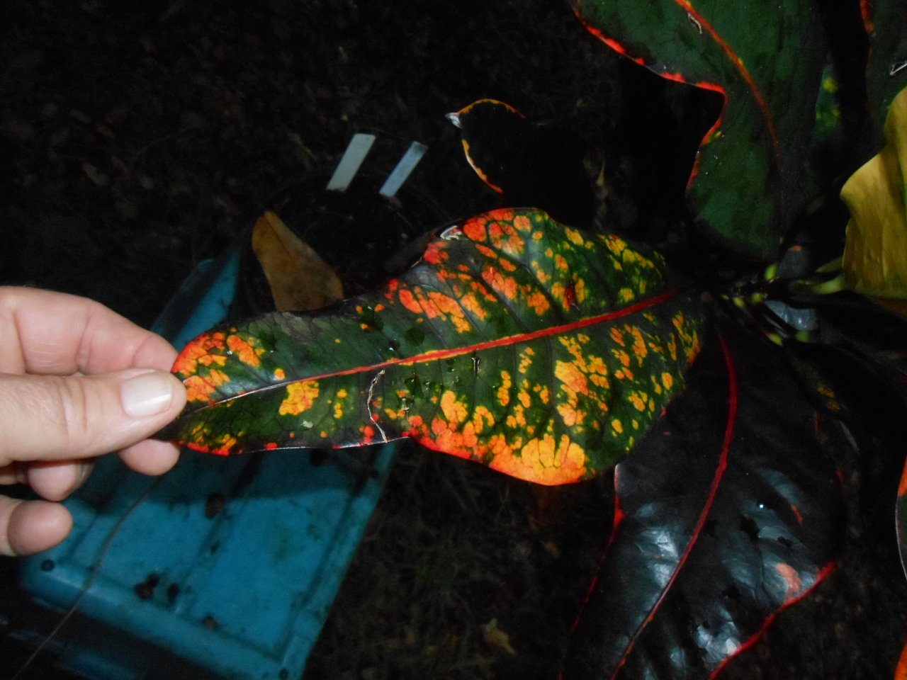 Lover\'s Night 3.JPG