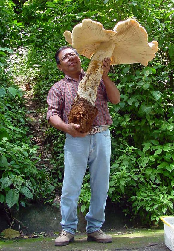 mushroom.jpg