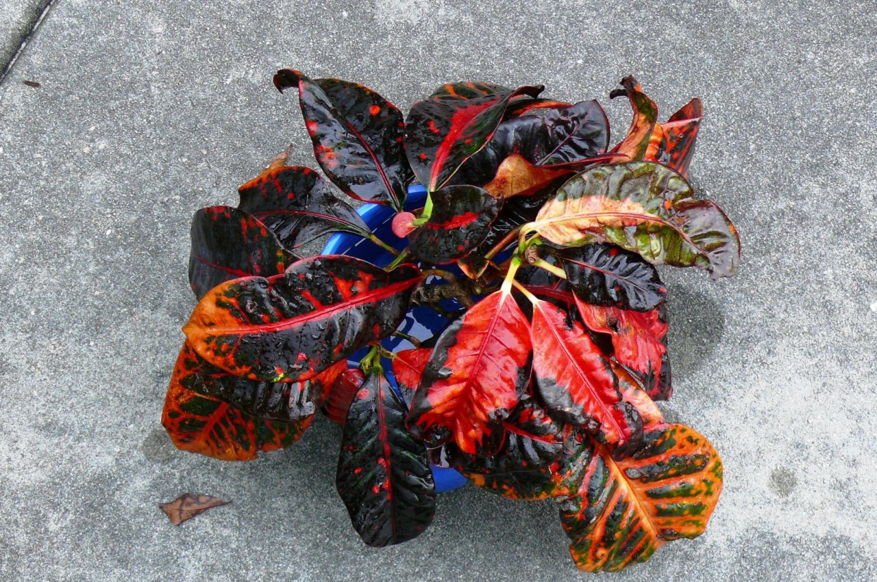 mystery croton.JPG