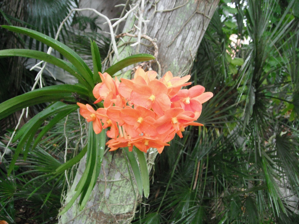 Orchid.JPG