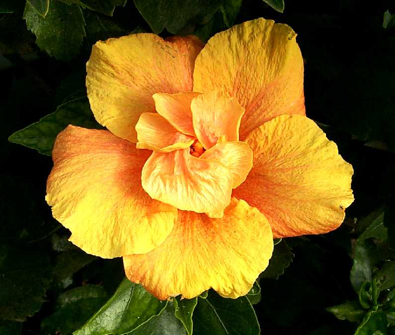 peach-double-hibiscus.jpg