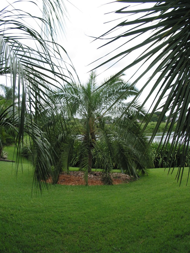 Phoenix Rupicola.JPG