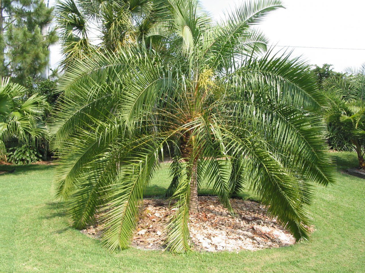 Phoenix rupicola.JPG