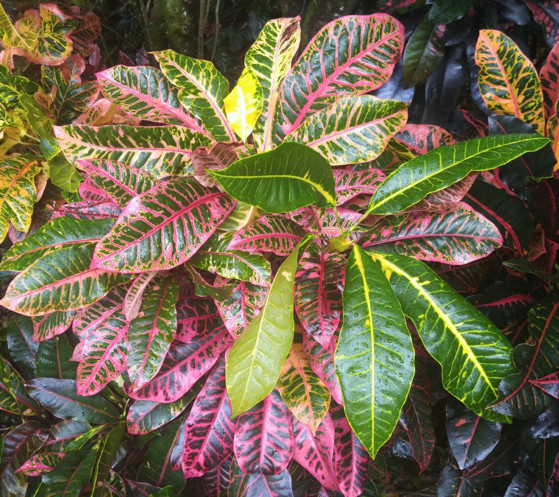 Pink Boca Fall.jpg