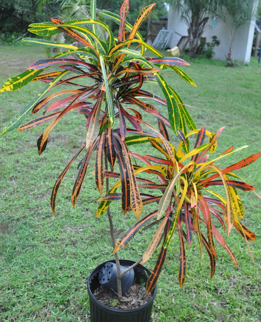 Plantation-Bender.jpg Plantation-Bender.jpg