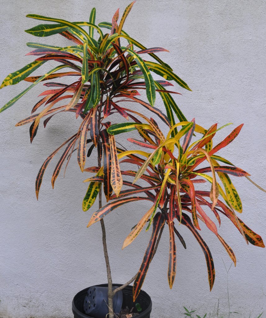 Plantation-Keith.jpg Plantation-Keith.jpg