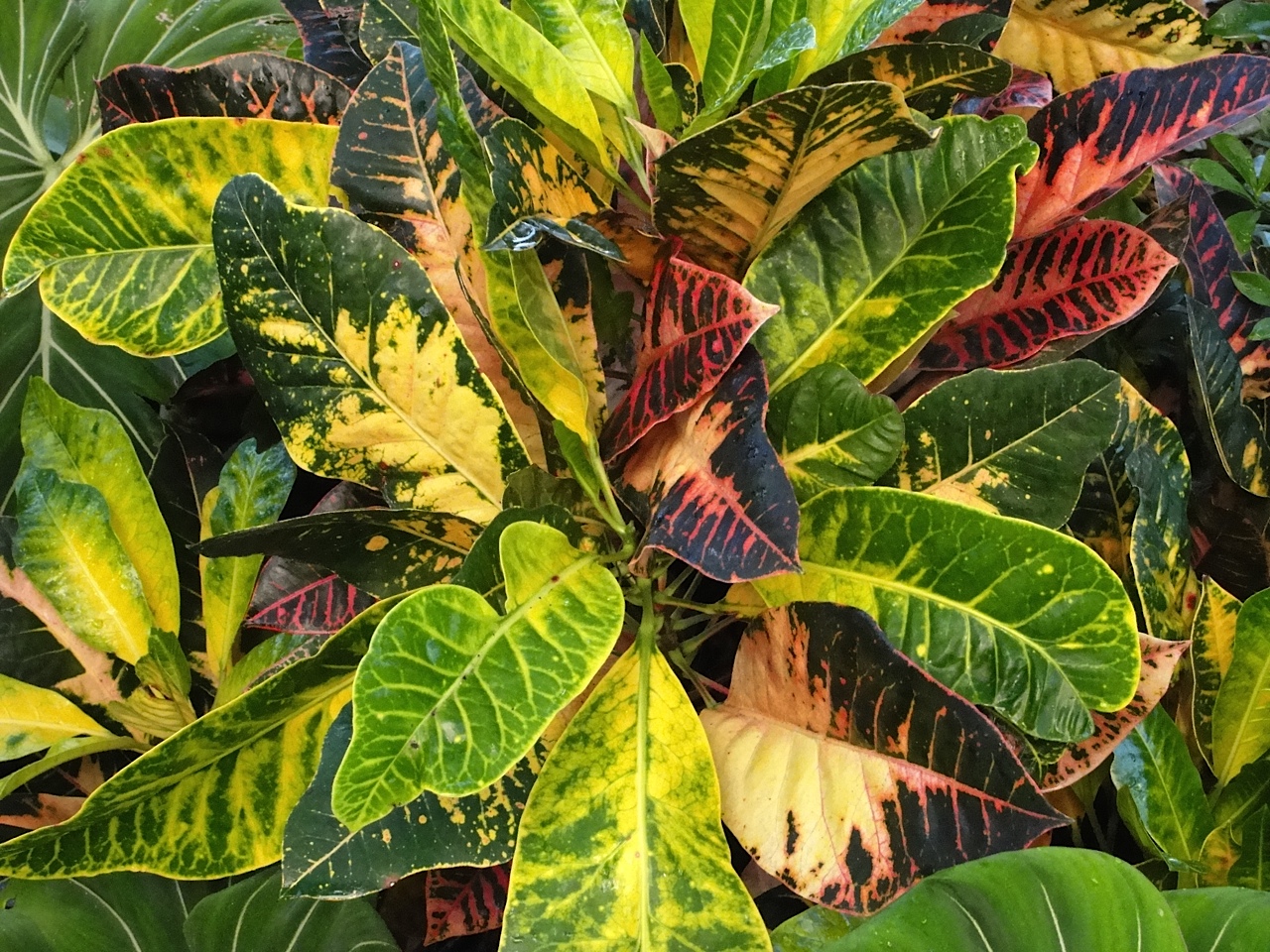 Polychrome.jpg