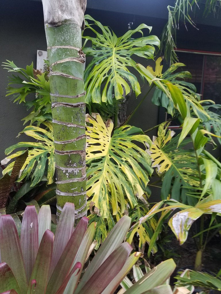 Resized_20190510_165647_8181.jpeg