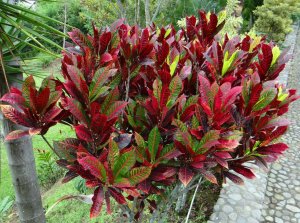 Robertico's garden.jpg