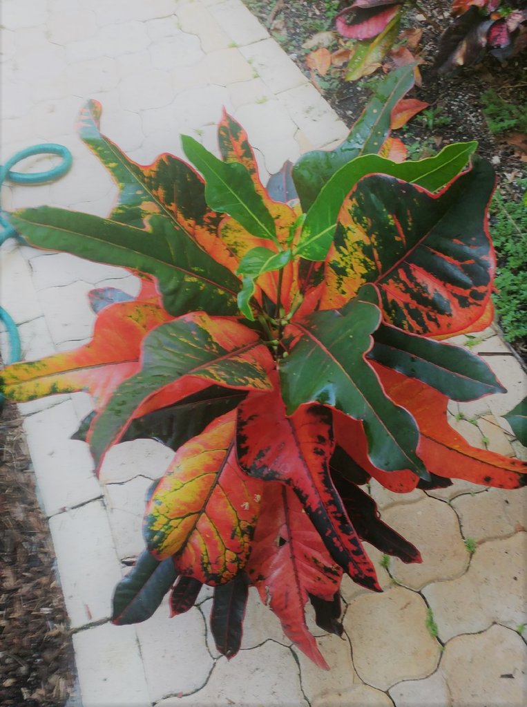 seedling.jpg