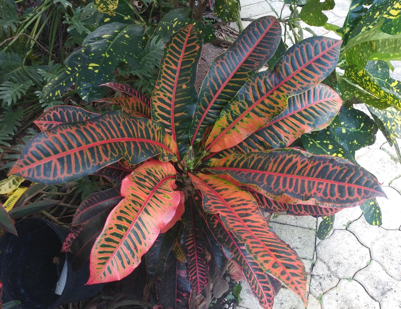 seedling2.jpg