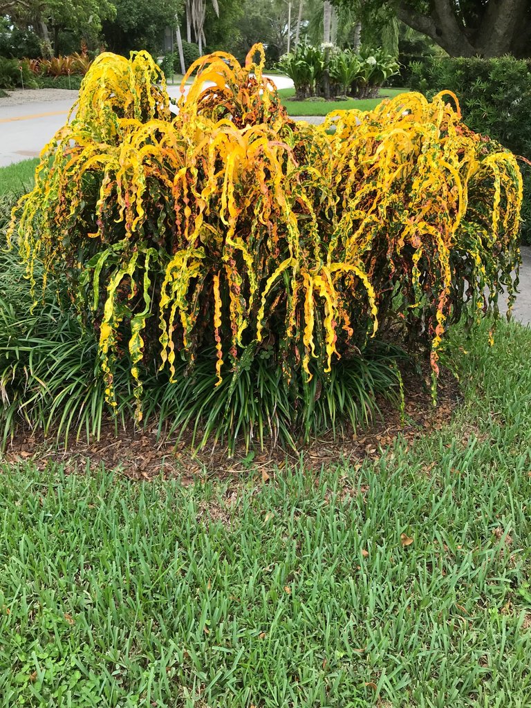 Spectacular Dreadlocks.jpg Spectacular Dreadlocks.jpg