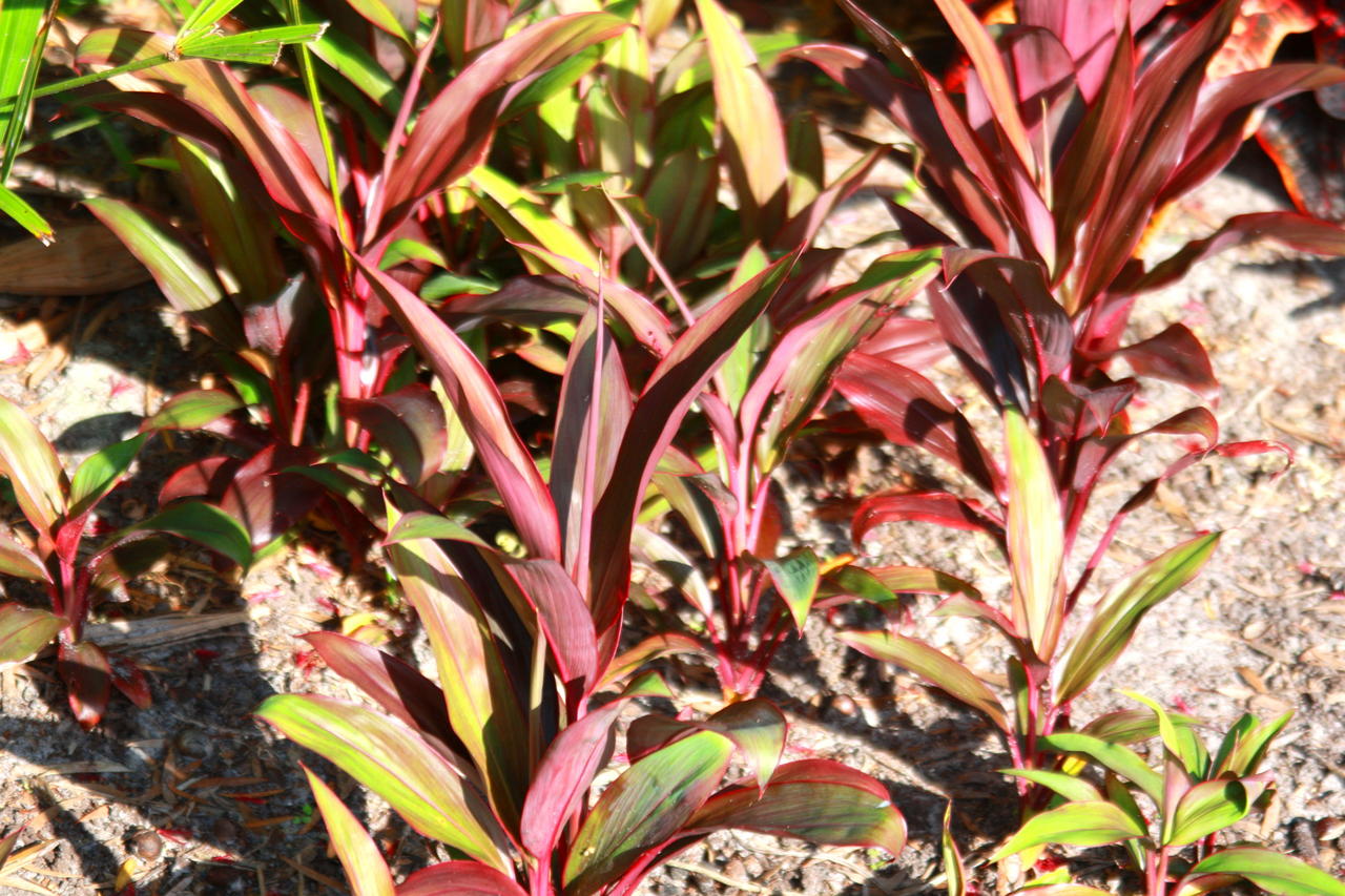 tiseedlingsIMG_1563.jpg